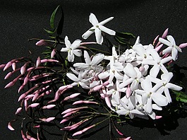 茉莉花,白,香氣