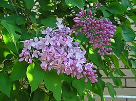 春,丁香,樹
