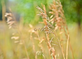 秋天,草,秋