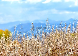 秋天,山,秋