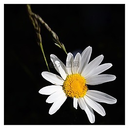 花,白花,野花