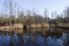 riedsee,水域,镜像