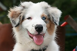 澳大利亞牧羊犬,小狗,肖像