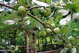 蘋果,枝杈,蘋果樹