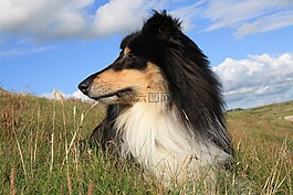 牧羊犬,三色,英国牧羊犬