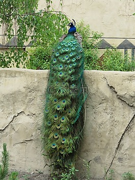 孔雀,羽毛,鳥