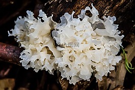 白腦果凍類型的菌類,銀耳 ficiformis,果凍