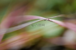 性質(zhì),草,宏