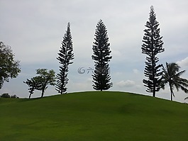 這種情緒,免費,綠葉