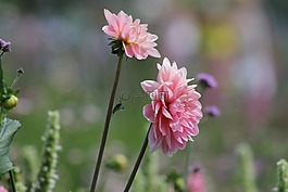 國家園林展,開花,性質(zhì)