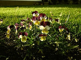 花,花園,草