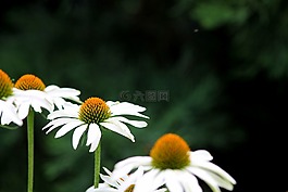國家園林展,開花,性質(zhì)