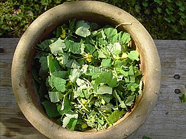 更多 celandine,植物,黃色