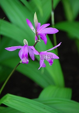 蘭花,紫色,植物區(qū)系
