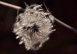 种子,飞行的种子,背光