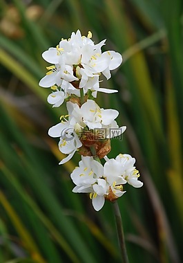 蘭花,白,植物區(qū)系