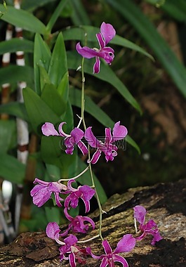 蘭花,紫色,葉子