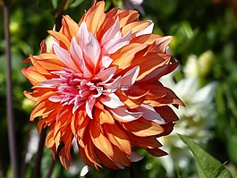 大丽花,橙色,白