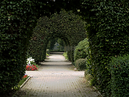 常春藤,拱,公園