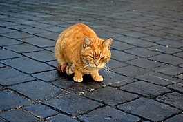 猫,红猫,宠物