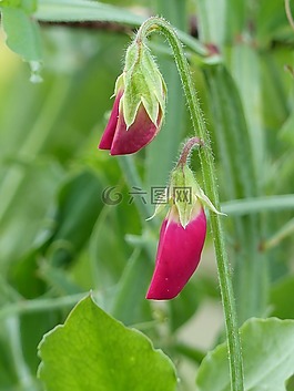 甜豌豆,芽,红色