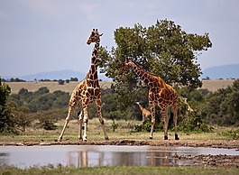 長頸鹿,野生動物園,肯尼亞