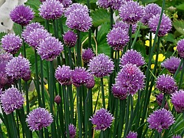 韭菜,盛開,紫