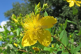 森林,花卉,关闭