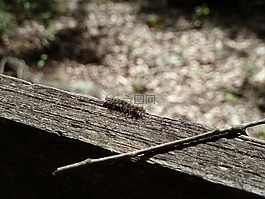 毛蟲,農(nóng)場,bug
