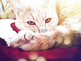 貓,貓的,寵物