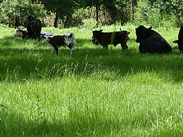 奶牛,小牛,農(nóng)場