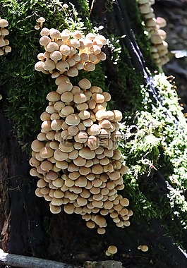 蘑菇,食品,營(yíng)養(yǎng)