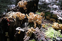 蘑菇,食品,營(yíng)養(yǎng)