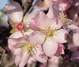 花,杏仁树,杏仁花