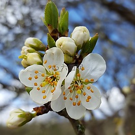 櫻桃,開花,春