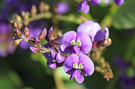 花,紫,开花