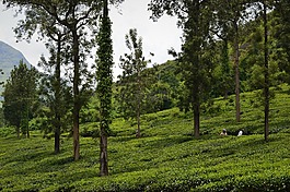 茶園,農(nóng)業(yè),自然