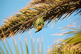 南非,野生,性質(zhì)