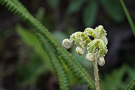 綠色,萌芽,植物