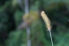 種子,自然,綠色