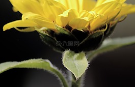 葉子,太陽花,黃色
