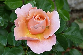 粉色,花,性質(zhì)