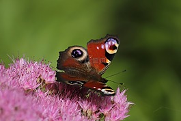 蝴蝶,花,昆蟲