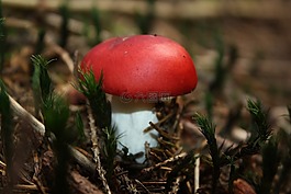 蘑菇,秋季,森林
