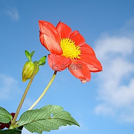 草莓開花,花,自然