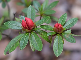 杜鵑花蕾,映山紅,灌木