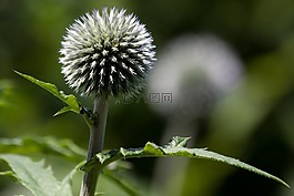 全球蓟,echinops,复合材料