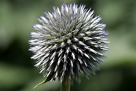 全球蓟,echinops,复合材料