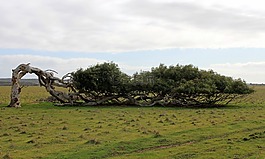 樹(shù),躺在,傾斜樹(shù)