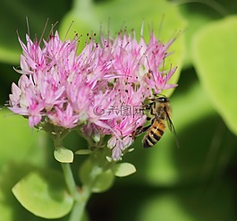 花,昆蟲,性質